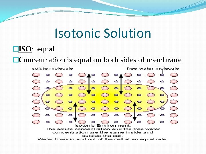 Isotonic Solution �ISO: equal �Concentration is equal on both sides of membrane 