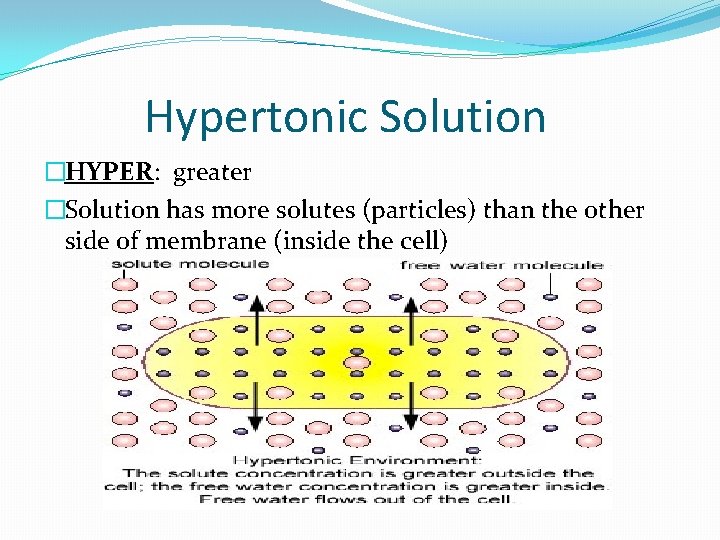 Hypertonic Solution �HYPER: greater �Solution has more solutes (particles) than the other side of