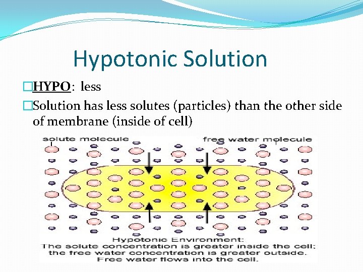 Hypotonic Solution �HYPO: less �Solution has less solutes (particles) than the other side of