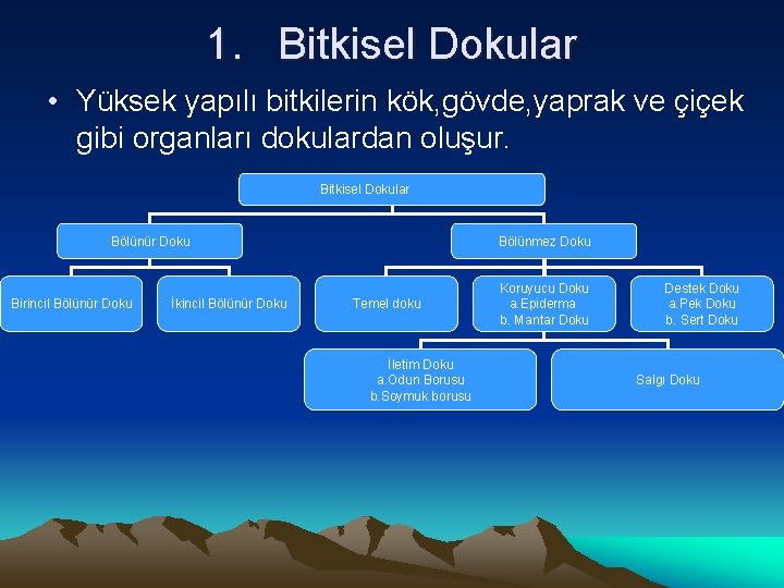 1. Bitkisel Dokular • Yüksek yapılı bitkilerin kök, gövde, yaprak ve çiçek gibi organları