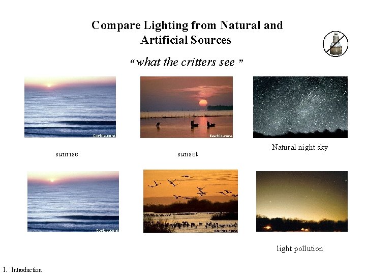 Compare Lighting from Natural and Artificial Sources “ what sunrise the critters see ”