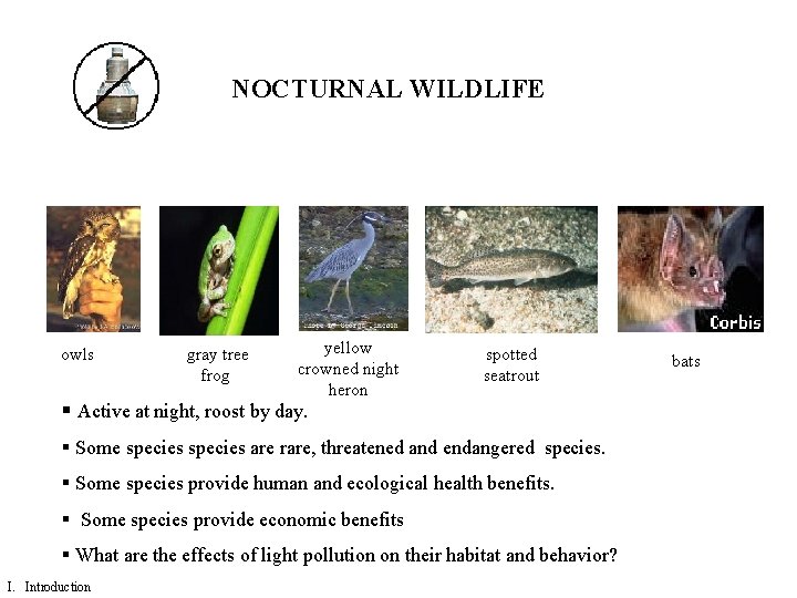 NOCTURNAL WILDLIFE owls gray tree frog yellow crowned night heron spotted seatrout § Active
