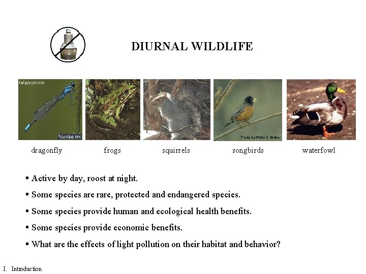 DIURNAL WILDLIFE dragonfly frogs squirrels songbirds § Active by day, roost at night. §