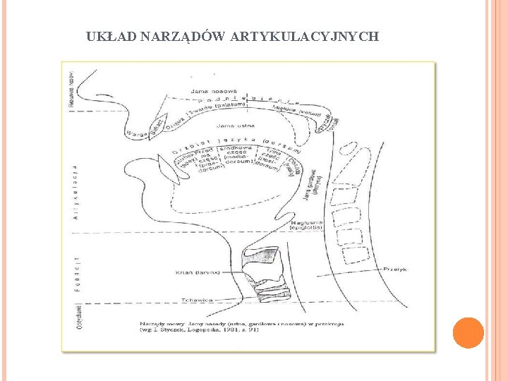 UKŁAD NARZĄDÓW ARTYKULACYJNYCH 