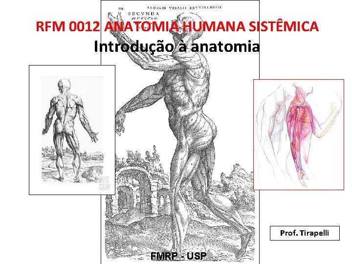 RFM 0012 ANATOMIA HUMANA SISTÊMICA Introdução à anatomia Prof. Tirapelli FMRP - USP 