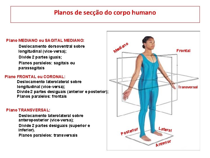 Planos de secção do corpo humano Plano MEDIANO ou SAGITAL MEDIANO: Deslocamento dorsoventral sobre
