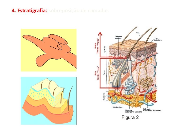 4. Estratigrafia: sobreposição de camadas 