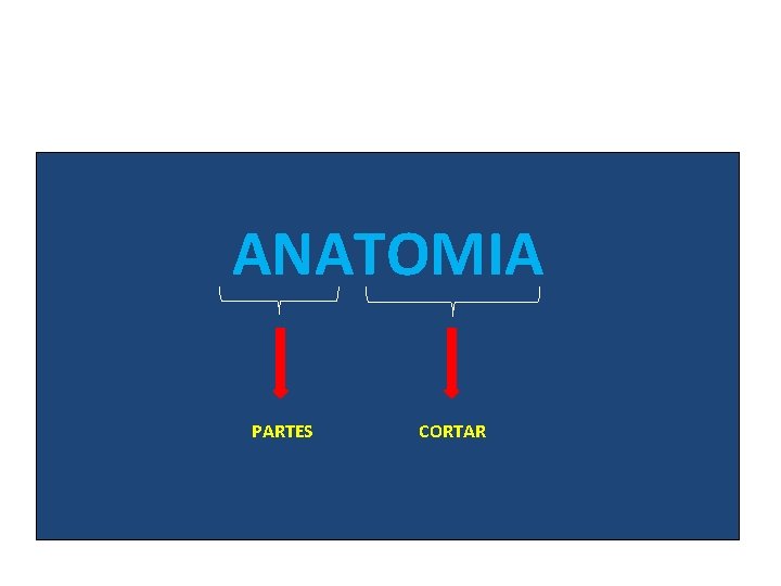 ANATOMIA PARTES CORTAR 