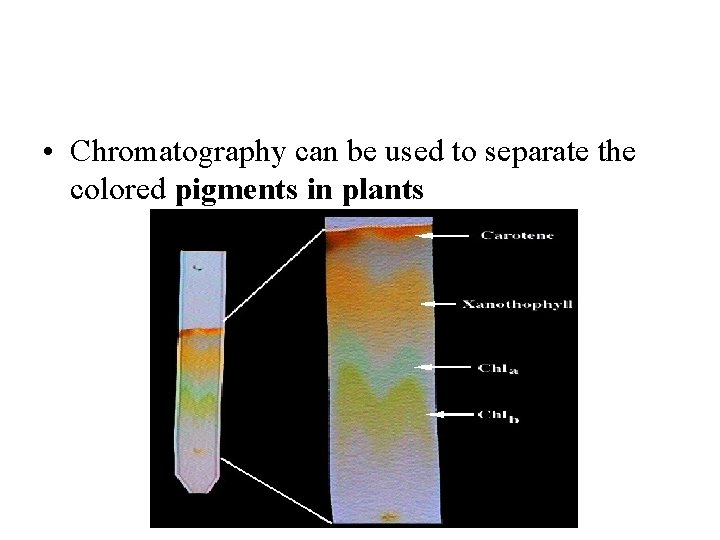  • Chromatography can be used to separate the colored pigments in plants 