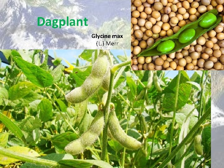 Dagplant Glycine max (L. ) Merr 