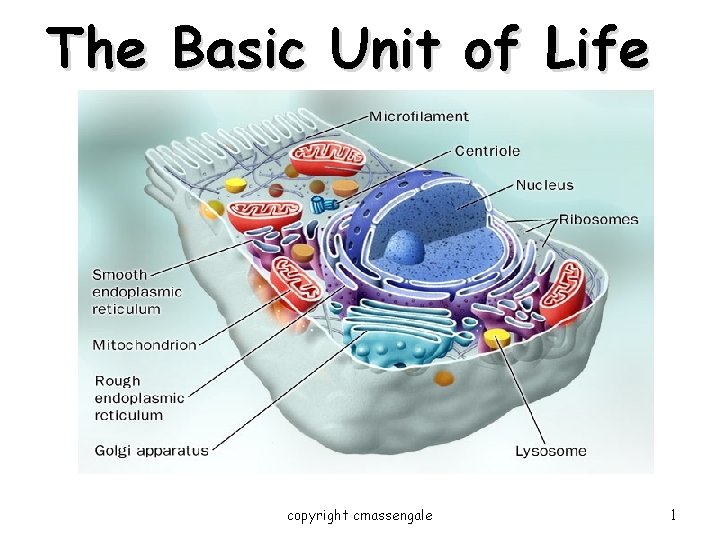 The Basic Unit of Life copyright cmassengale 1 