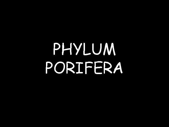 PHYLUM PORIFERA 