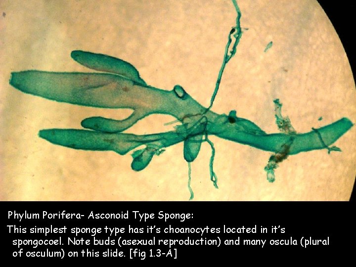 Phylum Porifera- Asconoid Type Sponge: This simplest sponge type has it’s choanocytes located in