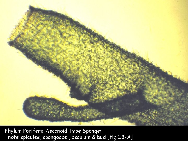 Phylum Porifera-Asconoid Type Sponge: note spicules, spongocoel, osculum & bud [fig 1. 3 -A]