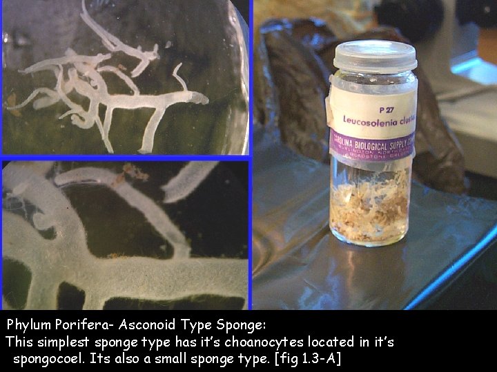 Phylum Porifera- Asconoid Type Sponge: This simplest sponge type has it’s choanocytes located in