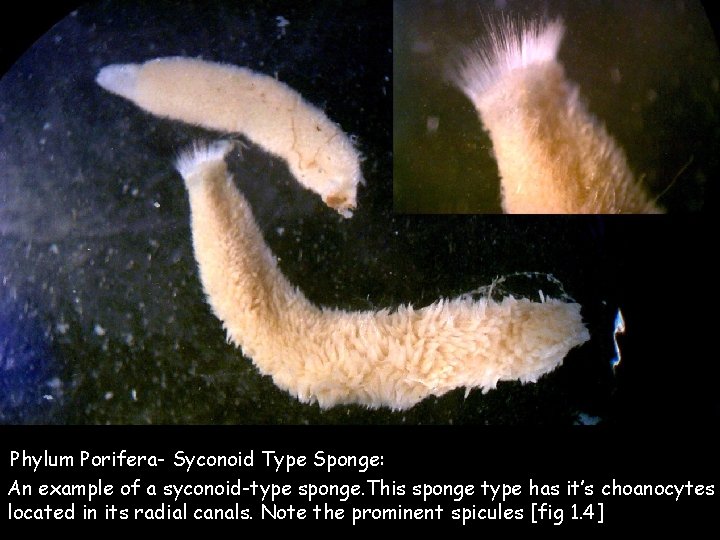Phylum Porifera- Syconoid Type Sponge: An example of a syconoid-type sponge. This sponge type