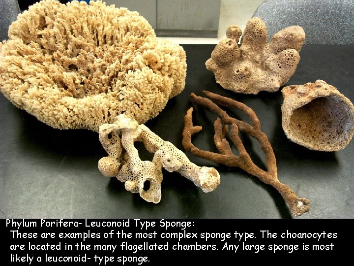 Phylum Porifera- Leuconoid Type Sponge: These are examples of the most complex sponge type.