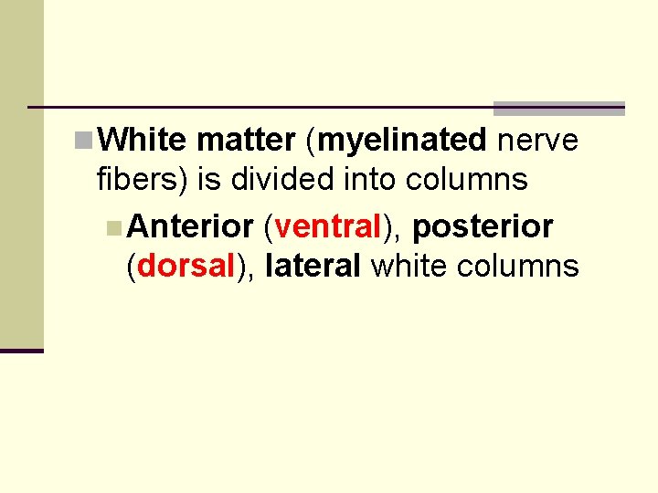 n White matter (myelinated nerve fibers) is divided into columns n Anterior (ventral), posterior