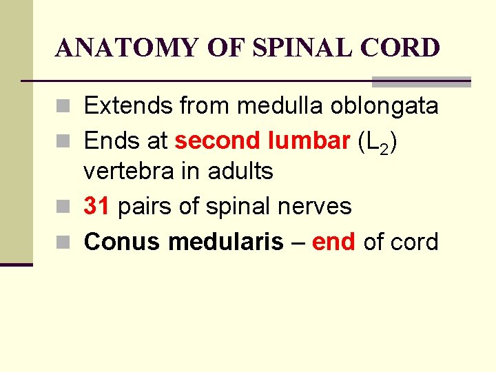 ANATOMY OF SPINAL CORD n Extends from medulla oblongata n Ends at second lumbar