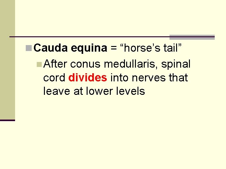 n Cauda equina = “horse’s tail” n After conus medullaris, spinal cord divides into