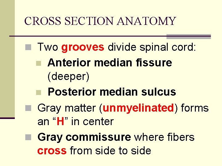 CROSS SECTION ANATOMY n Two grooves divide spinal cord: Anterior median fissure (deeper) n