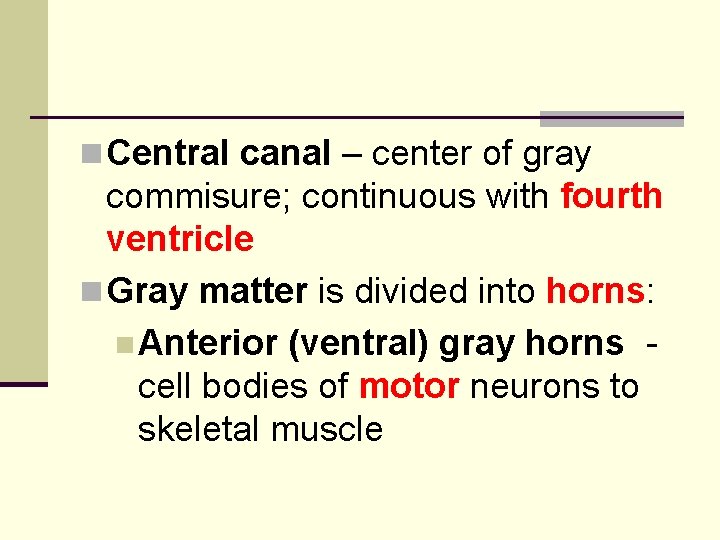 n Central canal – center of gray commisure; continuous with fourth ventricle n Gray