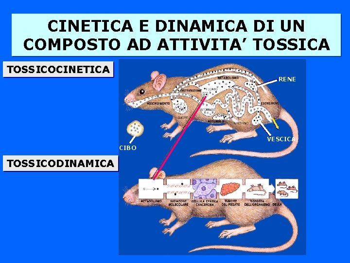 CINETICA E DINAMICA DI UN COMPOSTO AD ATTIVITA’ TOSSICA TOSSICOCINETICA RENE VESCICA CIBO TOSSICODINAMICA