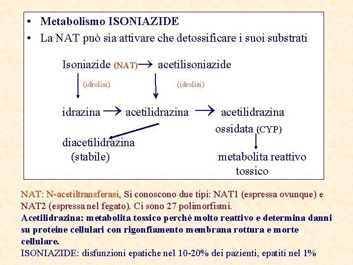  • Metabolismo ISONIAZIDE • La NAT può sia attivare che detossificare i suoi