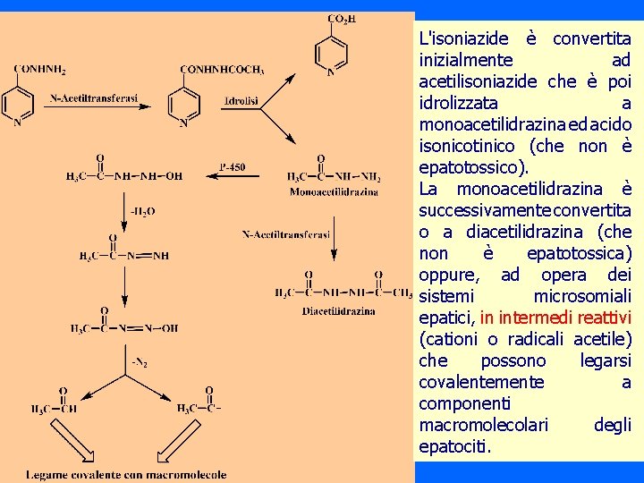 L'isoniazide è convertita inizialmente ad acetilisoniazide che è poi idrolizzata a monoacetilidrazina ed acido