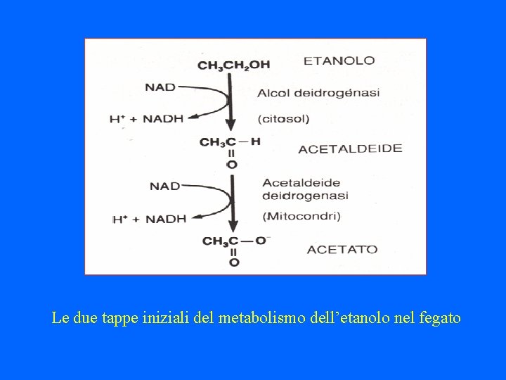 Le due tappe iniziali del metabolismo dell’etanolo nel fegato 