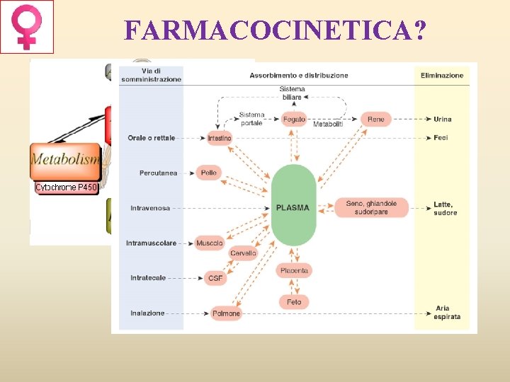 FARMACOCINETICA? A: assorbimento D: distribuzione M: metabolismo E: eliminazione 