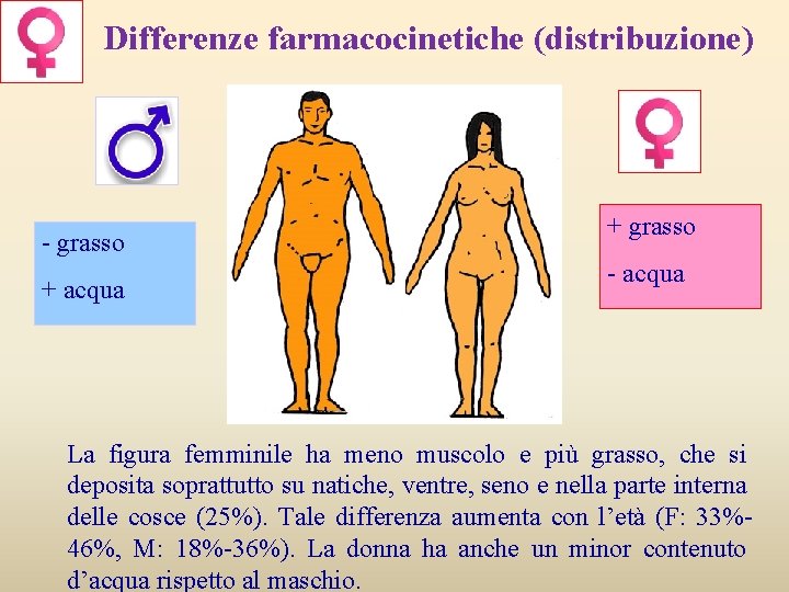 Differenze farmacocinetiche (distribuzione) - grasso + acqua + grasso - acqua La figura femminile