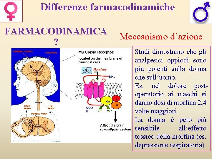 Differenze farmacodinamiche FARMACODINAMICA ? Meccanismo d’azione Studi dimostrano che gli analgesici oppiodi sono più