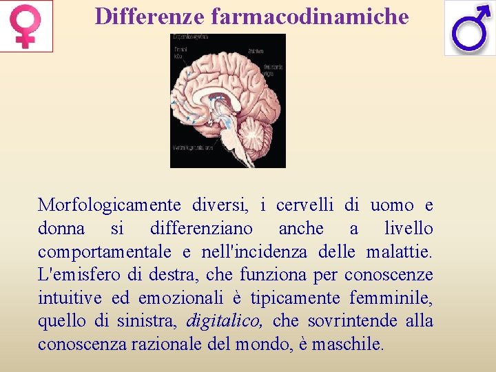 Differenze farmacodinamiche Morfologicamente diversi, i cervelli di uomo e donna si differenziano anche a