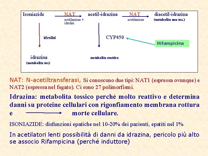 Isoniazide NAT acetil-idrazina acetilazione + idrolisi NAT acetilazione diacetil-idrazina (metabolita non tox. ) CYP