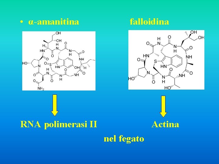  • α-amanitina falloidina RNA polimerasi II Actina nel fegato 