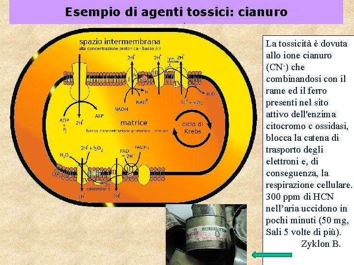 Esempio di agenti tossici: cianuro La tossicità è dovuta allo ione cianuro (CN-) che