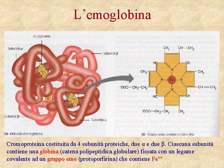 L’emoglobina Cromoproteina costituita da 4 subunità proteiche, due α e due β. Ciascuna subunità
