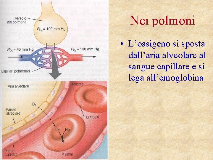 Nei polmoni • L’ossigeno si sposta dall’aria alveolare al sangue capillare e si lega