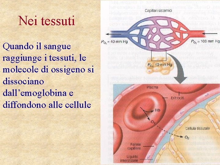 Nei tessuti Quando il sangue raggiunge i tessuti, le molecole di ossigeno si dissociano