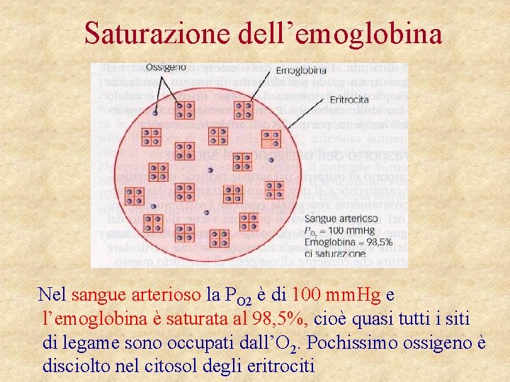 Saturazione dell’emoglobina Nel sangue arterioso la PO 2 è di 100 mm. Hg e