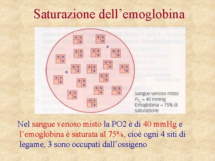 Saturazione dell’emoglobina Nel sangue venoso misto la PO 2 è di 40 mm. Hg