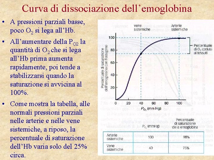 Curva di dissociazione dell’emoglobina • A pressioni parziali basse, poco O 2 si lega