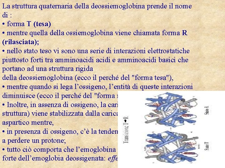 La struttura quaternaria della deossiemoglobina prende il nome di : • forma T (tesa)