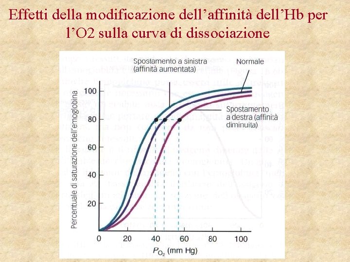 Effetti della modificazione dell’affinità dell’Hb per l’O 2 sulla curva di dissociazione 