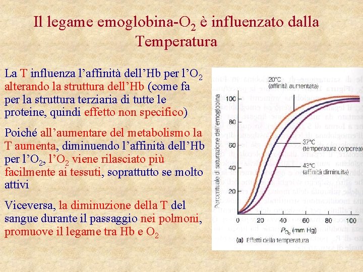 Il legame emoglobina-O 2 è influenzato dalla Temperatura La T influenza l’affinità dell’Hb per