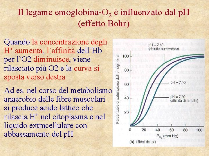 Il legame emoglobina-O 2 è influenzato dal p. H (effetto Bohr) Quando la concentrazione