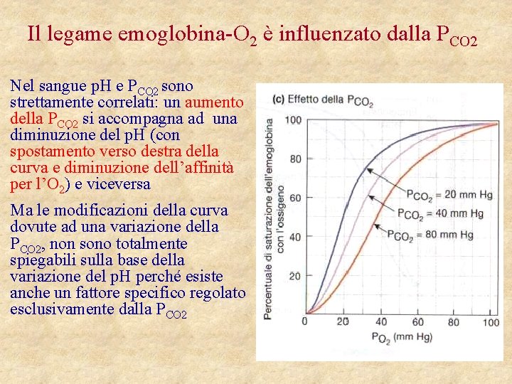 Il legame emoglobina-O 2 è influenzato dalla PCO 2 Nel sangue p. H e