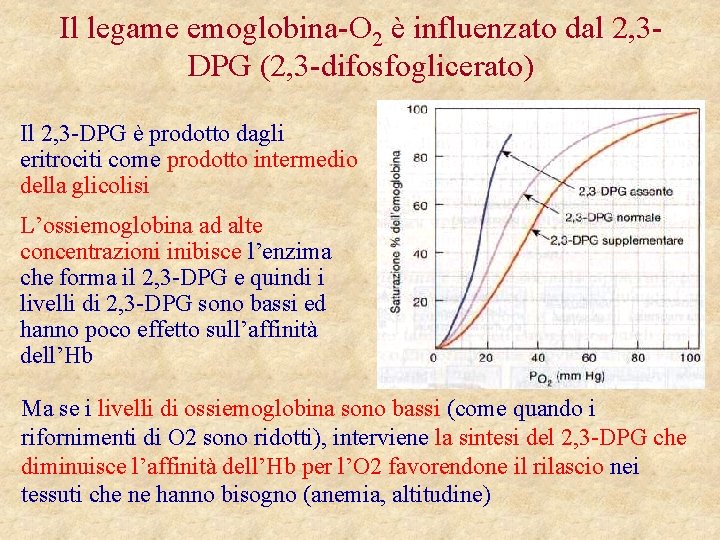 Il legame emoglobina-O 2 è influenzato dal 2, 3 DPG (2, 3 -difosfoglicerato) •