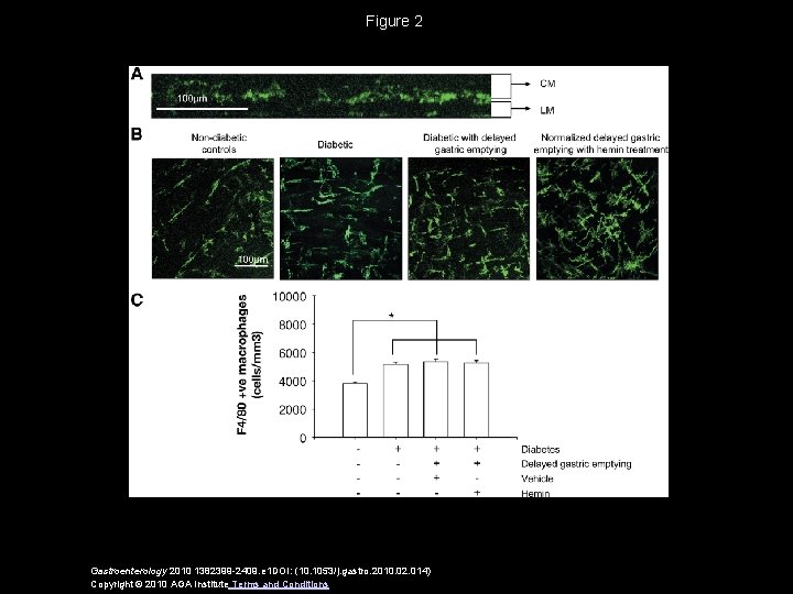 Figure 2 Gastroenterology 2010 1382399 -2409. e 1 DOI: (10. 1053/j. gastro. 2010. 02. Figure 2 Gastroenterology 2010 1382399 -2409. e 1 DOI: (10. 1053/j. gastro. 2010. 02.